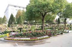 以树为碑：生命的另一种生长